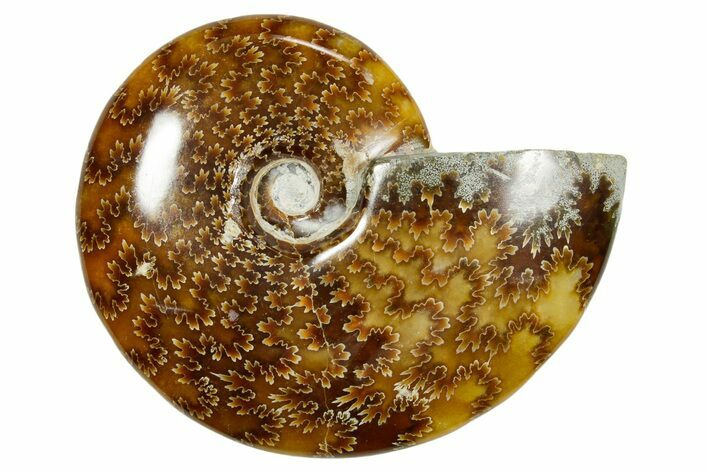 Polished Ammonite (Cleoniceras) Fossil - Madagascar #365075